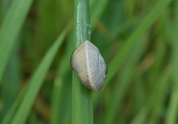 Gasteropode maremmano